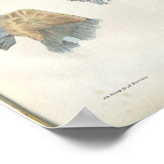 nieranatomische afdrukken poster (Hoek)