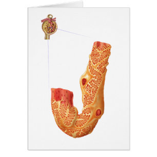 Nierbeschadiging en het filtratiemembraan