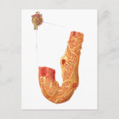 Nierbeschadiging en het filtratiemembraan briefkaart (Voorkant)