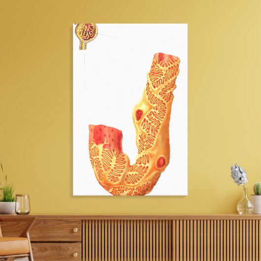 Nierbeschadiging en het filtratiemembraan canvas afdruk (Insitu (Woonkamer))