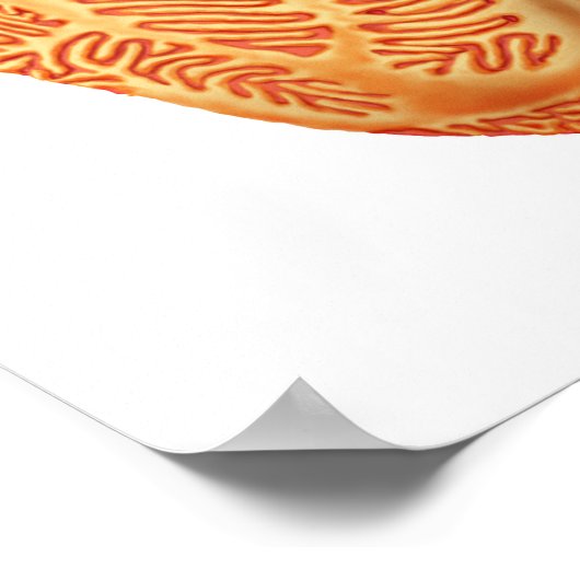 Nierbeschadiging en het filtratiemembraan poster (Hoek)