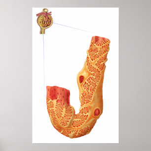 Nierbeschadiging en het filtratiemembraan poster