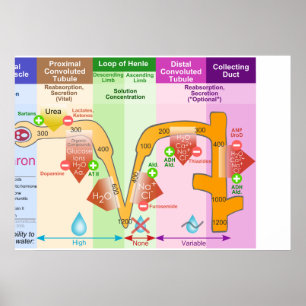 Nieren Nephron Molar Transportdiagram Poster