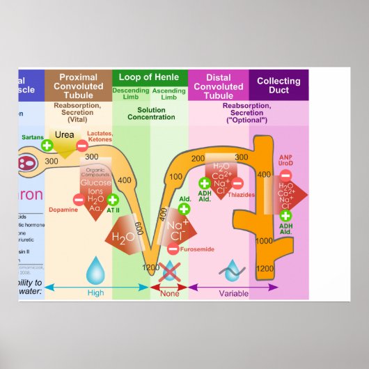 Nieren Nephron Molar Transportdiagram Poster (Voorkant)