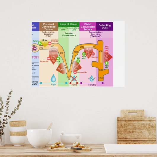 Nieren Nephron Molar Transportdiagram Poster (Keuken)
