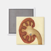 niersteen magneet (Voorkant / Achterkant)