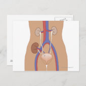 Niertransplantatie Briefkaart (Voorkant / Achterkant)