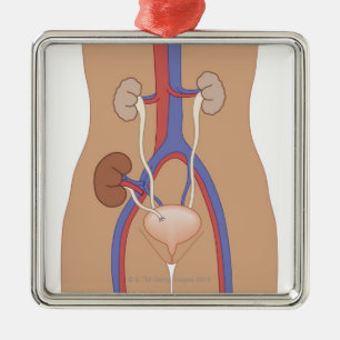 Niertransplantatie Metalen Ornament