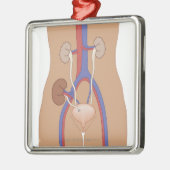Niertransplantatie Metalen Ornament (Links)