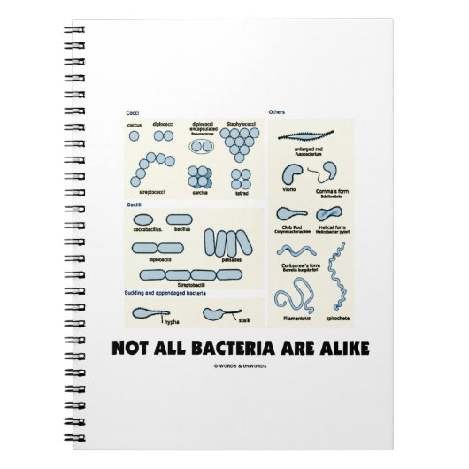 Niet alle bacteriën lijken op bacteriële morfologi notitieboek (Voorkant)
