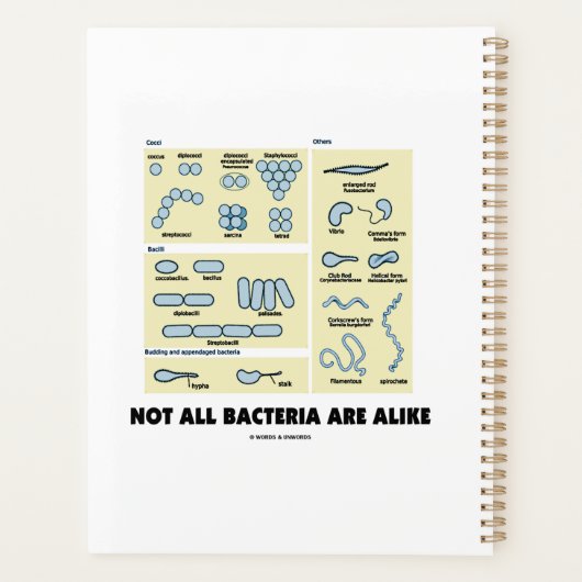 Niet alle bacteriën lijken op bacteriële morfologi planner (Achterkant)