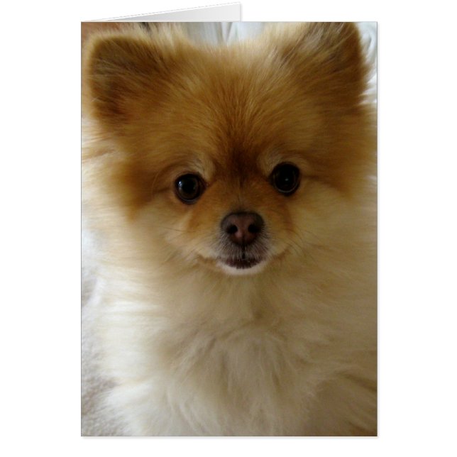 Niet alleen een puppy Love (Voorkant)