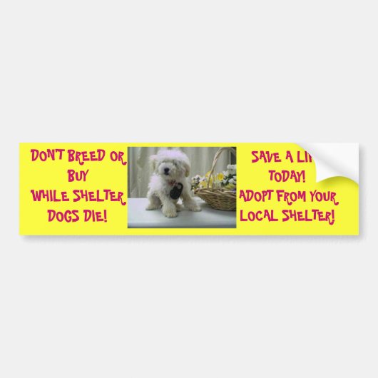 NIET BREED OF KOPEN! ADOPT BUMPERSTICKER (Voorkant)