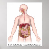 Niet-geëtiketteerd spijsverteringsstelsel poster (Voorkant)