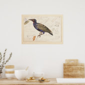 [Niet-geïdentificeerde spreeuw]. 1835, Lear, Edwar Poster (Keuken)