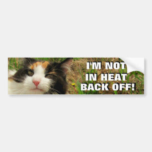 Niet in de hitte, terug van Calico Cat Meme Bumpersticker