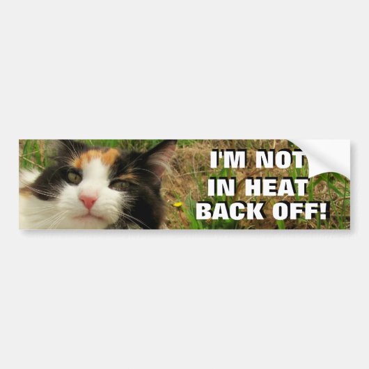 Niet in de hitte, terug van Calico Cat Meme Bumpersticker (Voorkant)