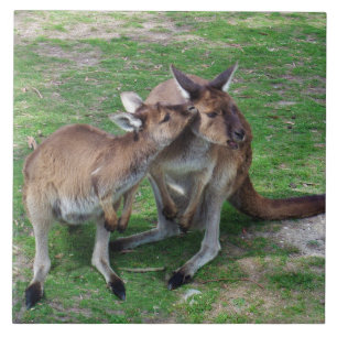 Niet nu Skippy Tegeltje