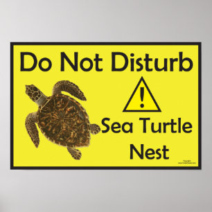 Niet storen Zee Turtle Nest Poster