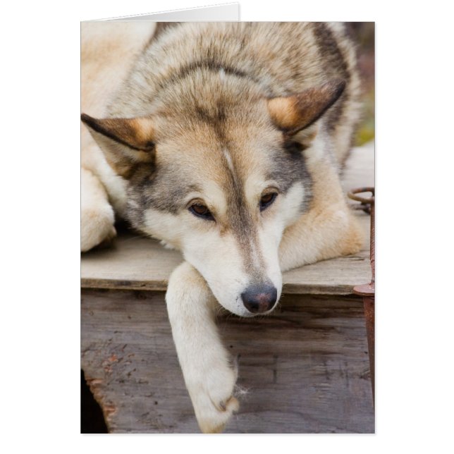 Niet van toepassing, VS, Alaska. Husky sleehonden (Voorkant)