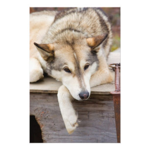 Niet van toepassing, VS, Alaska. Husky sleehonden Foto Afdruk