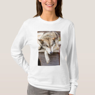 Niet van toepassing, VS, Alaska. Husky sleehonden T-shirt