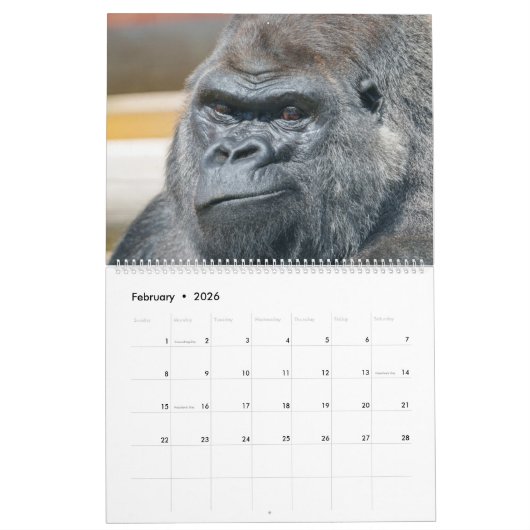 NIEUW 2026 Gorilla Kalender (Feb 2026)