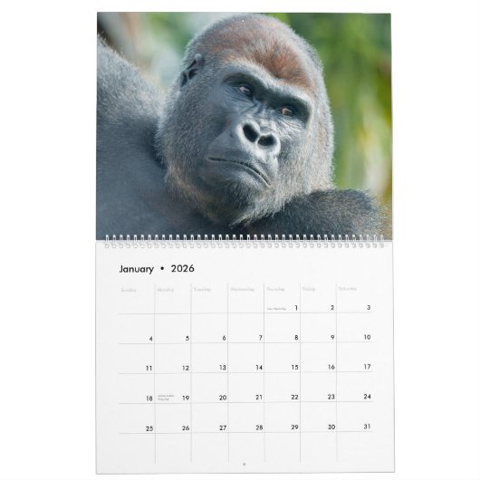 NIEUW 2026 Gorilla Kalender (Jan 2026)