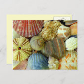 Nieuw adres Zee Urchin en Seashells Briefkaart (Voorkant / Achterkant)