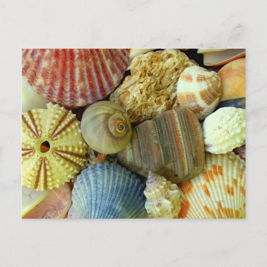 Nieuw adres Zee Urchin en Seashells Briefkaart (Voorkant)