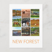 Nieuw bos briefkaart (Voorkant)