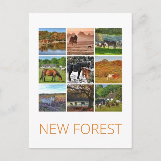 Nieuw bos briefkaart (Voorkant)