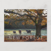 Nieuw bos briefkaart (Voorkant)