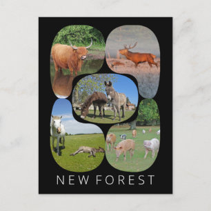 Nieuw bos briefkaart