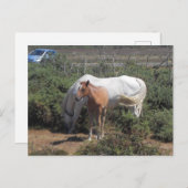 Nieuw bos merrie en veulen briefkaart (Voorkant / Achterkant)