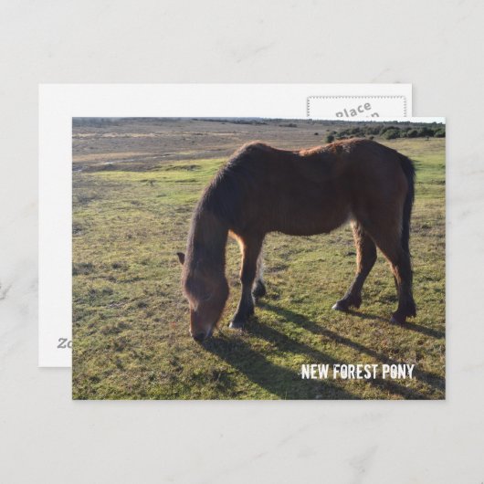 Nieuw bos Pony2 Briefkaart (Voorkant / Achterkant)