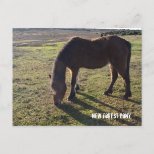 Nieuw bos Pony2 Briefkaart