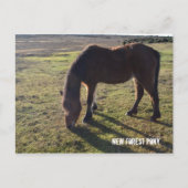 Nieuw bos Pony2 Briefkaart (Voorkant)