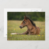 Nieuw bosareaal briefkaart (Voorkant / Achterkant)