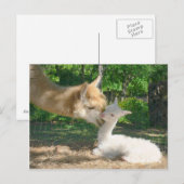 Nieuw Briefkaart Cria (Voorkant / Achterkant)