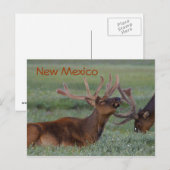 Nieuw briefkaart van Mexico (Voorkant / Achterkant)