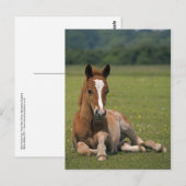 Nieuw Briefkaart voor bosfokkerij (Voorkant / Achterkant)