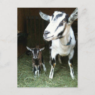 Nieuw Doelen met Mom Goat Briefkaart