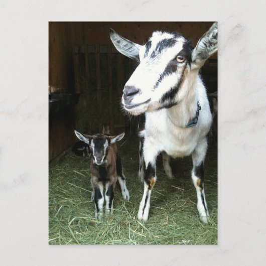Nieuw Doelen met Mom Goat Briefkaart (Voorkant)