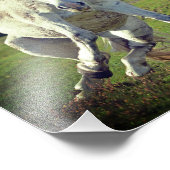 Nieuw Forest White Pony Funny Pose Foto Afdruk (Hoek)