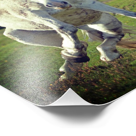 Nieuw Forest White Pony Funny Pose Foto Afdruk (Hoek)