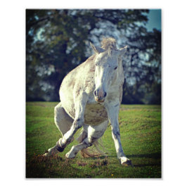 Nieuw Forest White Pony Funny Pose Foto Afdruk