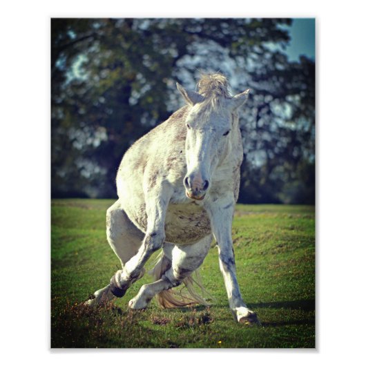 Nieuw Forest White Pony Funny Pose Foto Afdruk (Voorkant)