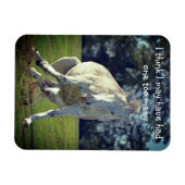 Nieuw Forest White Pony Funny Pose Magneet (Horizontaal)