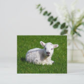 Nieuw - geboren leuk lam op groen gras briefkaart (Staand voorkant)